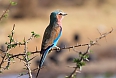 Lilac-breasted Roller