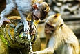 Monkeys