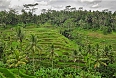 Bali rice field