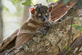 Hubbard's Sportive Lemur in Zombitse Forest