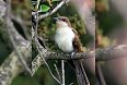 Black-billed-cuckoo (Photo by: Wolfgang Wander)