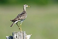 Upland Sandpiper (Photo by: Justin Peter)