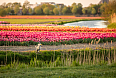 A Heron among tulips