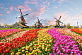 Landscape with tulips in Zaanse Schans