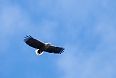 We have a good chance of seeing the White-tailed Eagle in the Lednice area. Closely related to our Bald Eagle, the White-tailed Eagle finds a stronghold here and is gradually making a comeback.