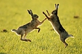 European Hares a common mammal of agricultural landscape. With some luck and good spotting, we may see males and females "boxing" in the field. 