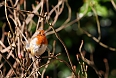 We could find the "original" Robin Redbreast in brushy edges. 