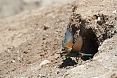 During a stint in nearby Hungary, we'll visit a breeding colony of European Bee-eaters. They breed in earthen banks and we may seem them entering and exiting.