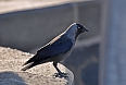 We may be greeted by the mythical Jackdaws on the world-famous Charles Bridge (photo: Justin Peter).