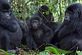 Mountain Gorillas