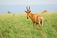 Hartebeest