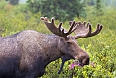 Moose