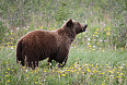 Grizzly Bear