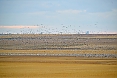 Snow Geese (Photo by: Justin Peter)