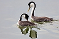 Western Grebe