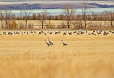 Sandhill Cranes (Photo by: Justin Peter)