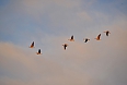 Greater White-fronted Geese (Photo by: Justin Peter)