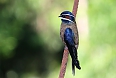 Whiskered Treeswift