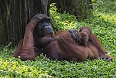 Orangutan