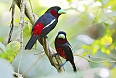 Black-and-red Broadbill