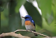 Malaysian Blue Flycatcher