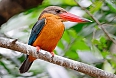 Stork-billed Kingfisher