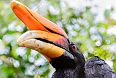 Rhinoceros Hornbill