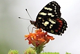 Jamaican chequerspot butterfly in Cockpit Country (Photo by: Ann Haynes-Sutton)