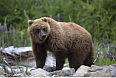 Grizzly Bear