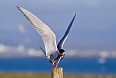 Arctic Tern