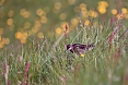 Red-necked Phalarope (Photo by Sherry Kirkvold)