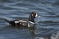 Harlequin Duck