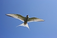 Arctic Tern