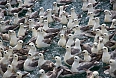 Northern Fulmars (photo by: Sherry Kirkvold)