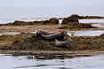 Harbour Seals