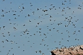 Numbers of other seabirds are also considerable - Common Murres are also present in large numbers. (photo: Dave Milsom)