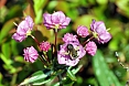 Wildflower season will be starting. Many are typically boreal, including Bog Laurel. (photo: Dave Milsom)