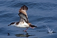 We'll have a chance to sea a number of resident seabirds including Great Shearwater. (photo: Tony Beck)
