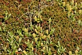 Dwarf willows in tundra habitats are evidence of the Arctic influences to be found here. (photo: Dave Milsom)