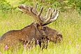 Moose were introduced to the island of Newfoundland and are now found in higher concentrations here than anywhere. We expect to see some.
