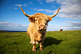 Scottish Highlands Cow