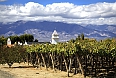 Vineyards in Cafayate