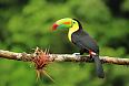 Keel-billed Toucan