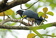 Red-throated Caracara