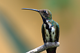 Female Black-throated Mango (Credit: Dario Sanchez)
