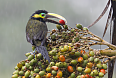 Yellow-eared Toucanet