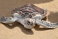Leatherback Turtle