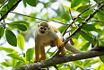 Squirrel Monkey