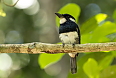 Black-breasted Puffbird