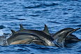 Spinner Dolphins